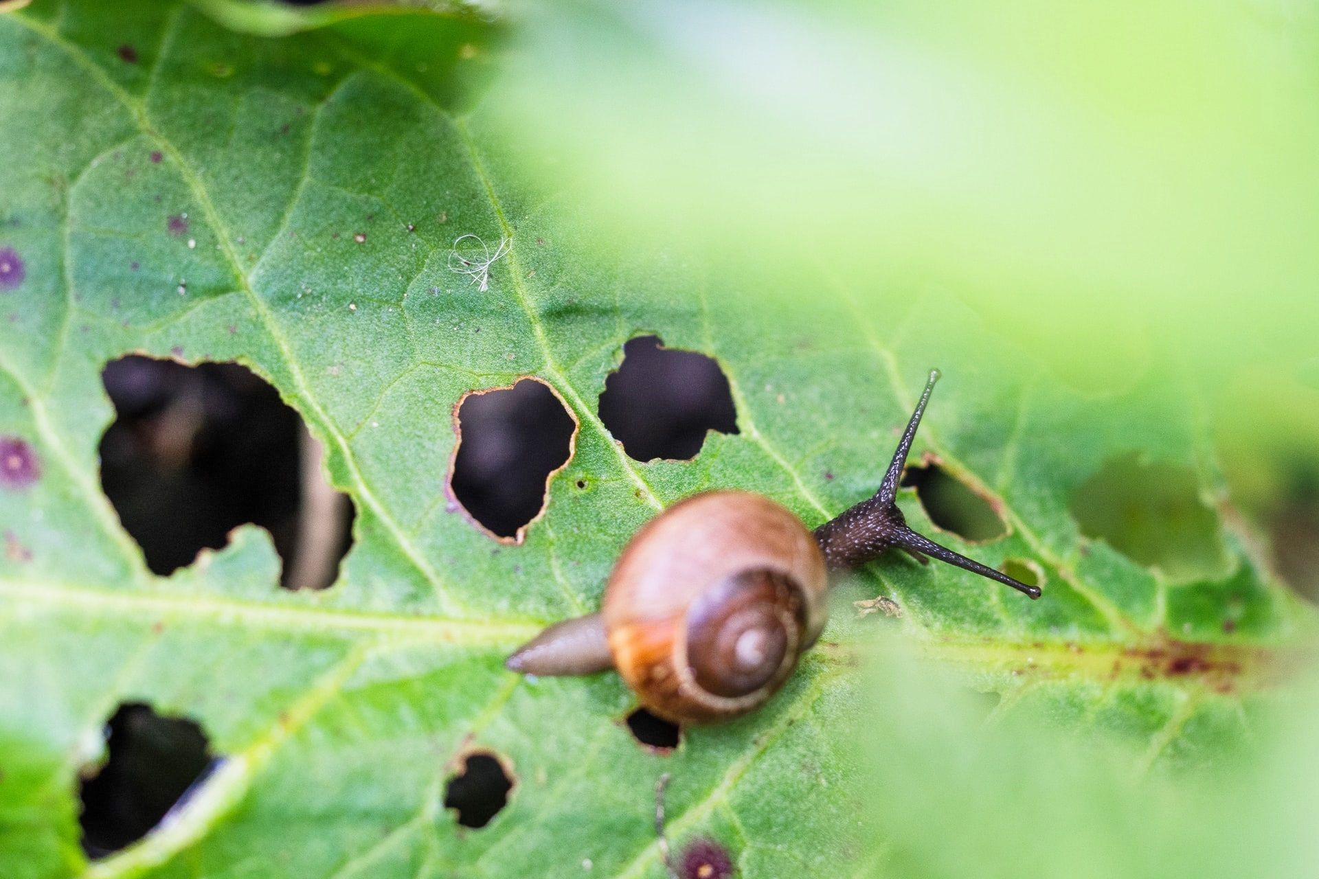 snail pest