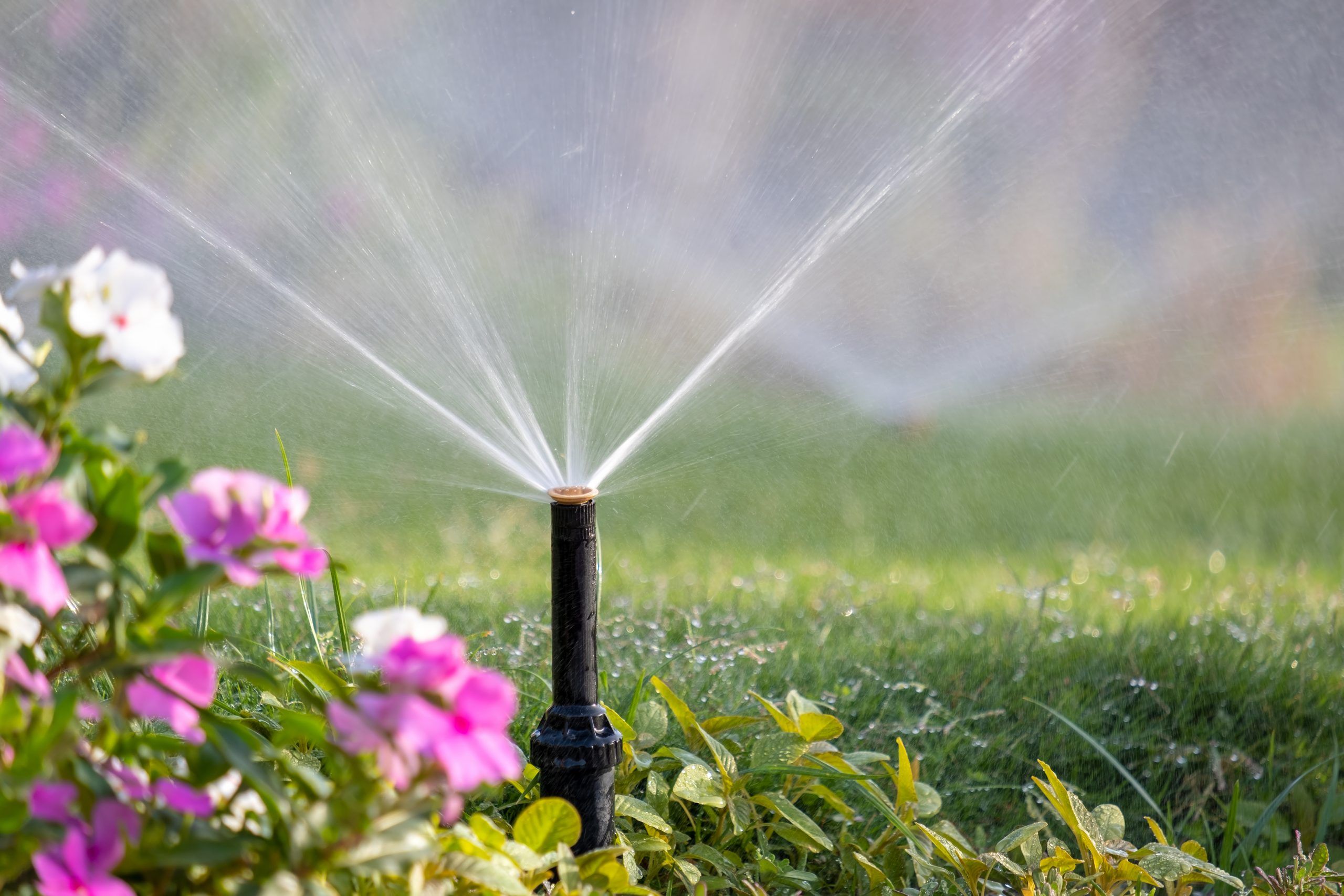 Plastic sprinkler irrigating flower bed on grass lawn with water in summer garden. Watering green vegetation during dry season for maintaining it fresh.