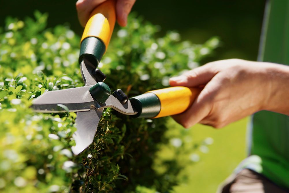 When&#8217;s the Right Time to Trim Your Hedges?