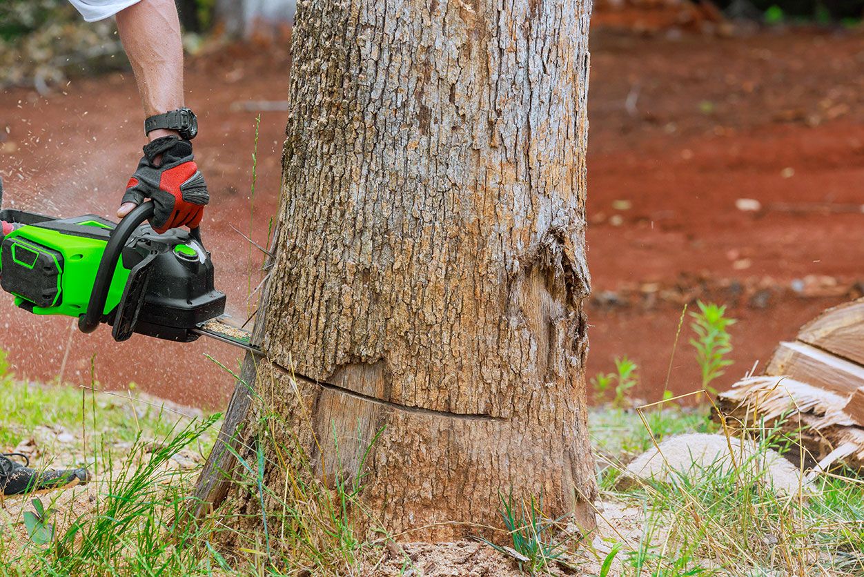 What You Need to Know Before Removing Trees in Sydney